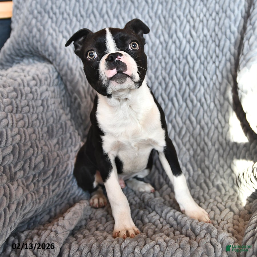 Boston Terrier dogs Jasper - Ad 1
