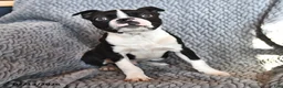 Boston Terrier dogs for sale: Jasper - Ad 6