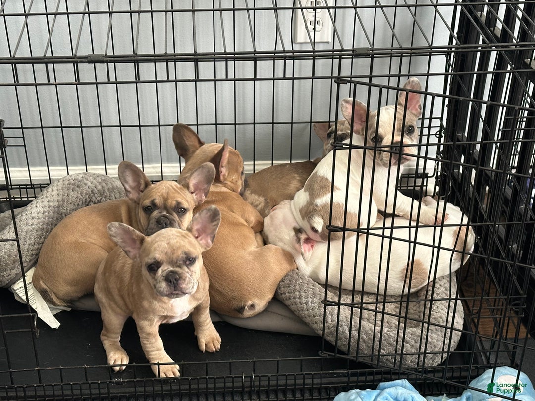 French Bulldog dogs for sale: Trina - Ad 7