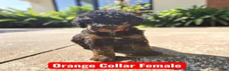 Standard Poodle dogs for sale: Orange Collar PHANTOM girl - Ad 1