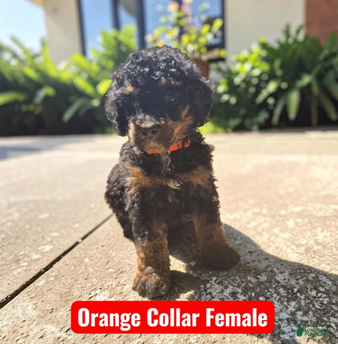 Standard Poodle dogs for sale: Orange Collar PHANTOM girl - Ad 1