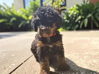 Standard Poodle dogs for sale: Orange Collar PHANTOM girl - Ad 1