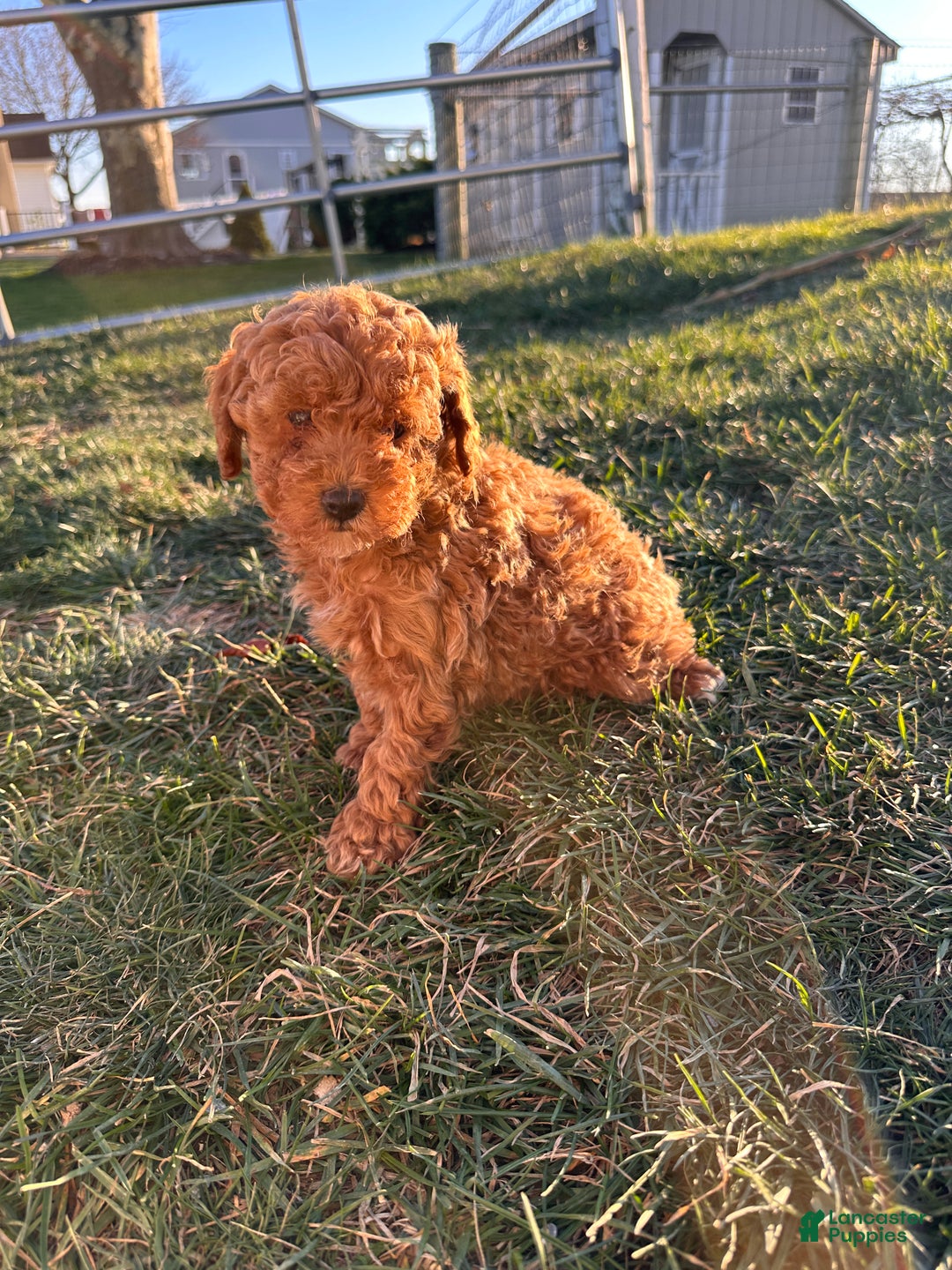 Toy Poodle dogs for sale: Coco- AKC POTTY TRAINED - Ad 7