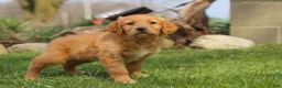 Golden Retriever dogs for sale: Maple - Ad 4