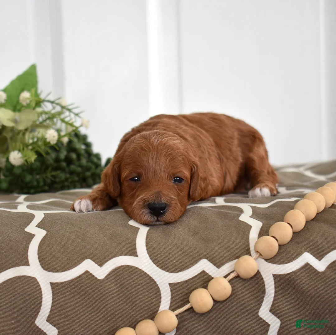 Toy Poodle dogs for sale: Petals  - Ad 4