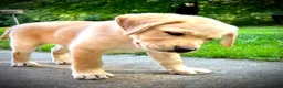 Labrador Retriever dogs for sale: Lola - Ad 3