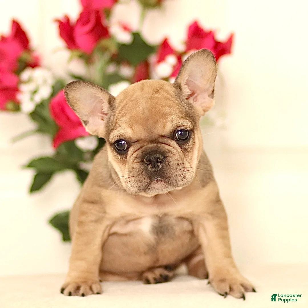 French Bulldog dogs for sale: Lola - Ad 3