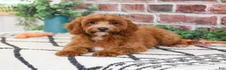 Cavapoo dogs for sale: Illius - Ad 4