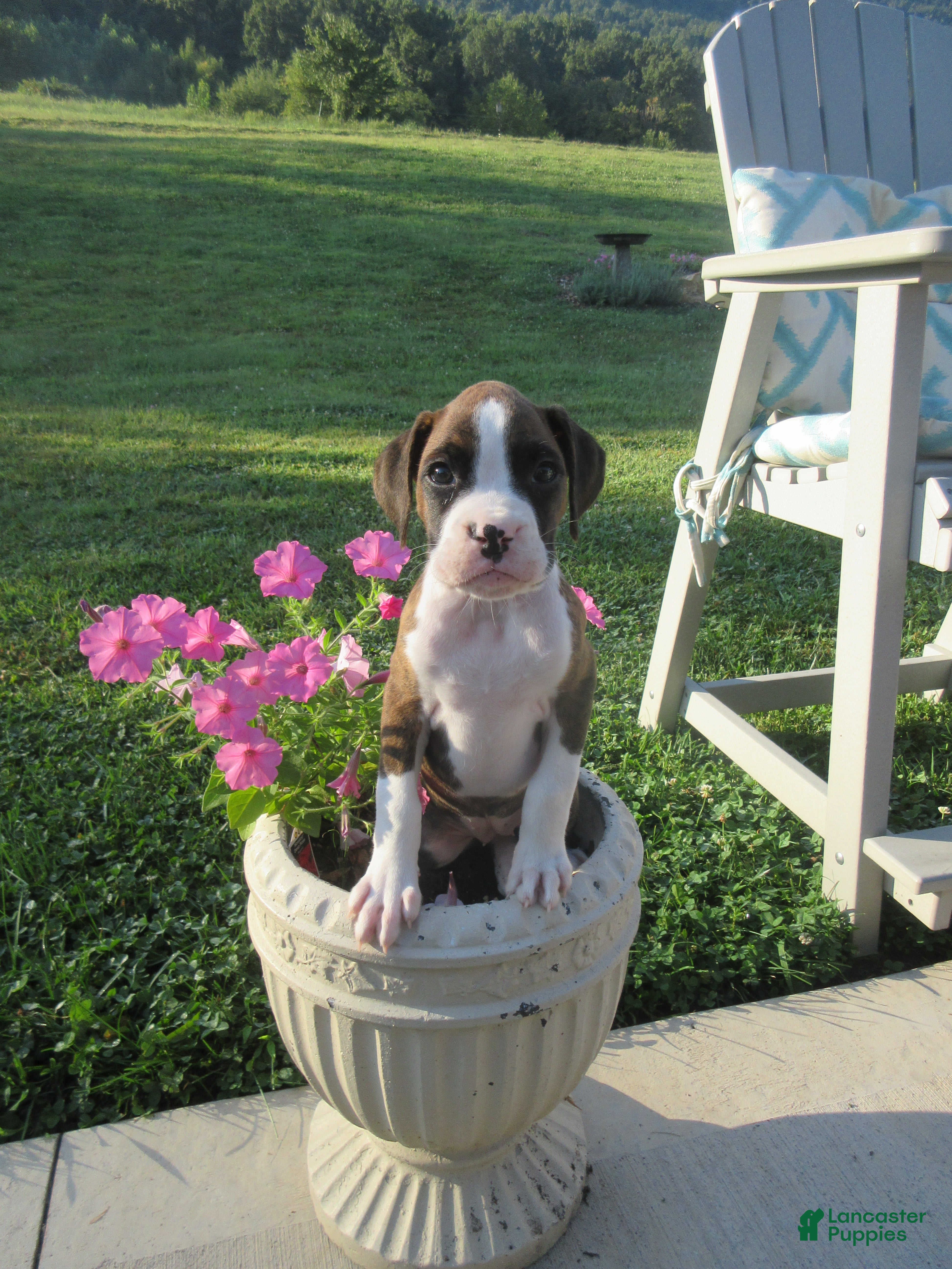 Boxer dogs Remi - Ad 1