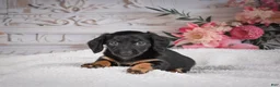 Miniature Dachshund dogs for sale: AKC-Mary - Ad 6