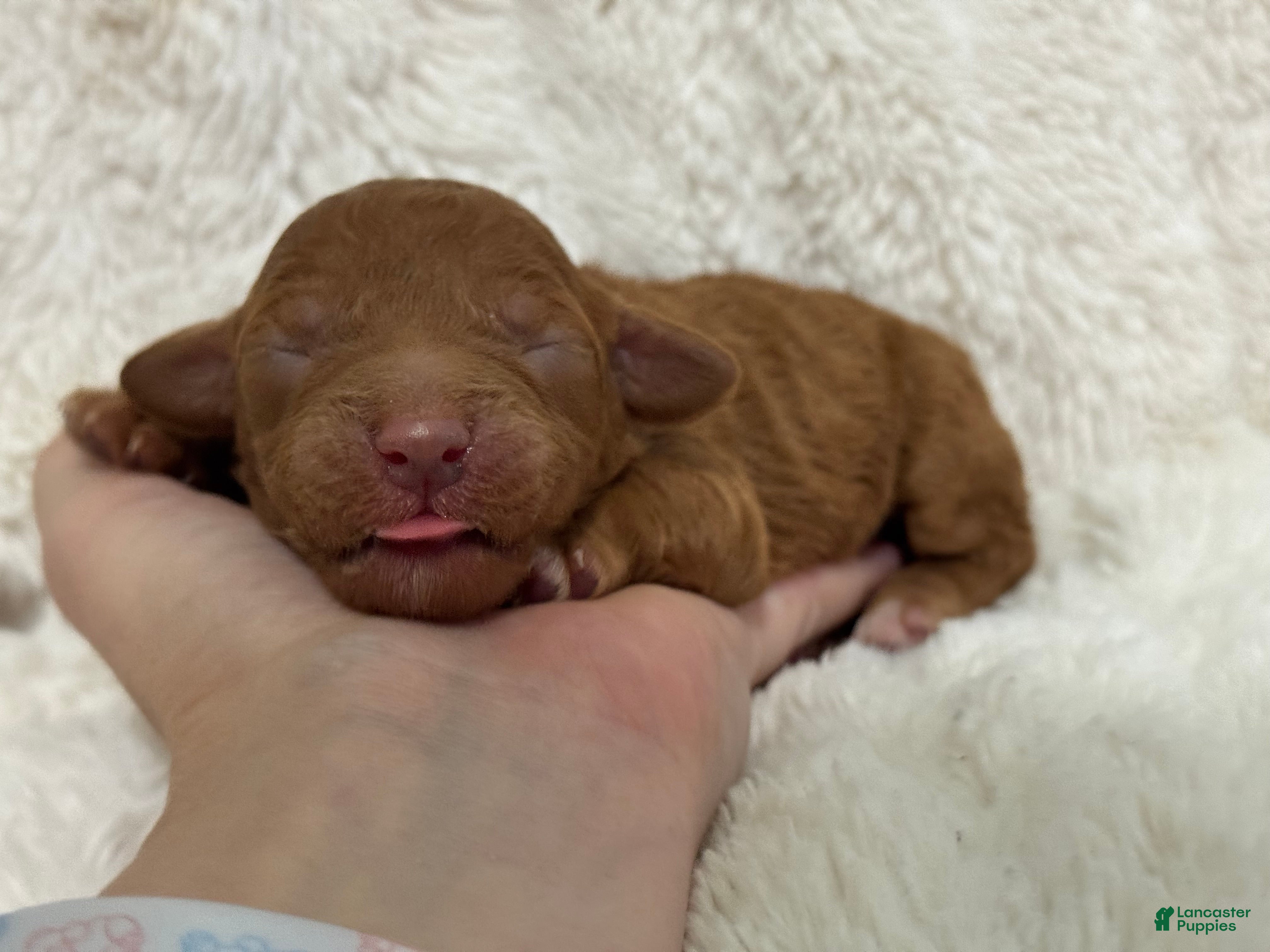 Cavapoo dogs Sunny - Ad 33