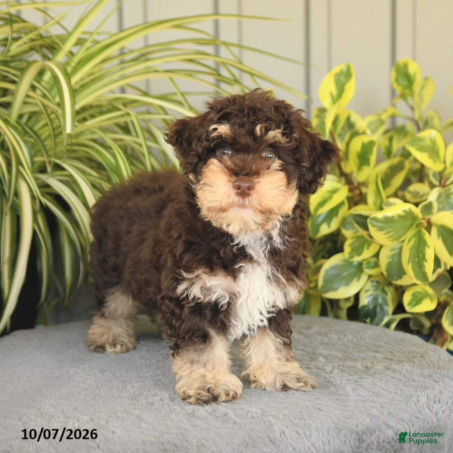 Miniature Poodle dogs for sale: Ollie - Ad 2