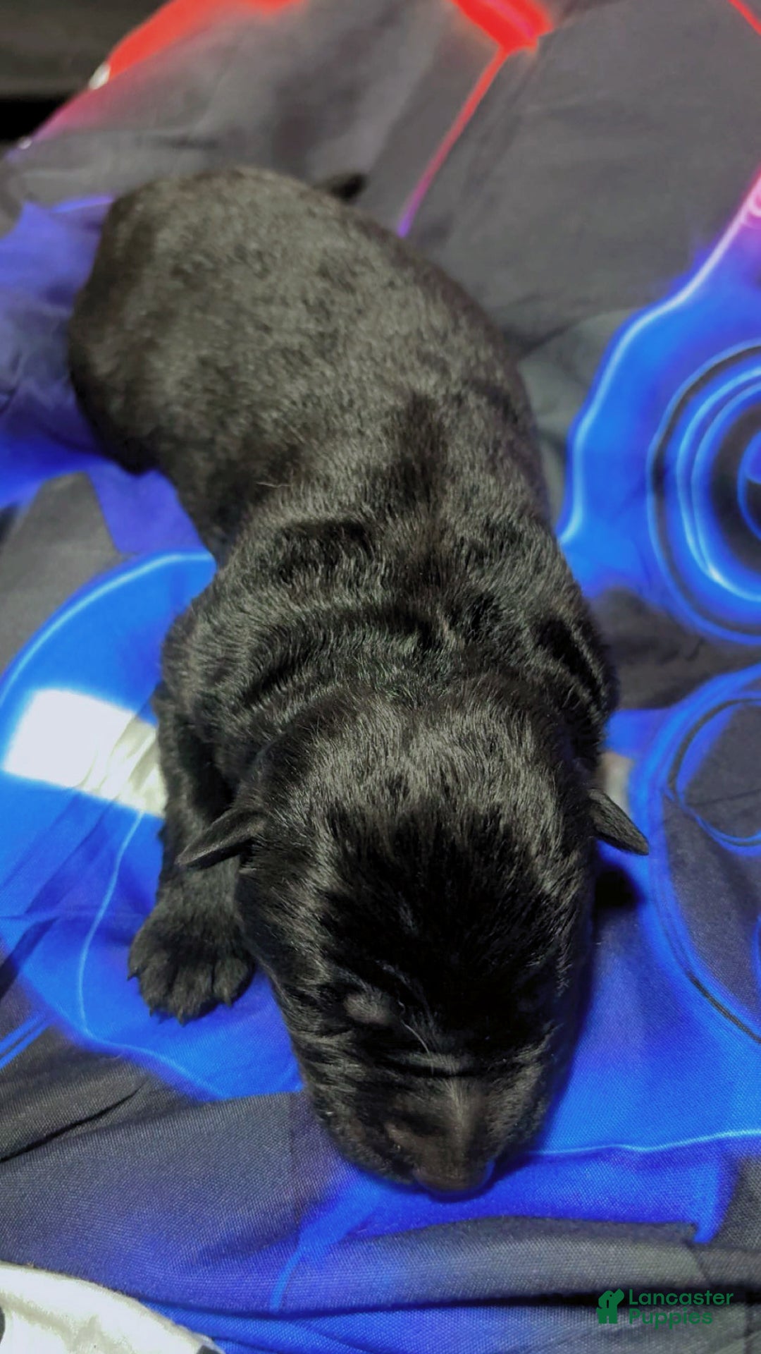 German Shepherd dogs for sale: German Shepherd Puppy 1 - Ad 2