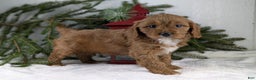 Cavapoo dogs for sale: Nicklous  - Ad 4