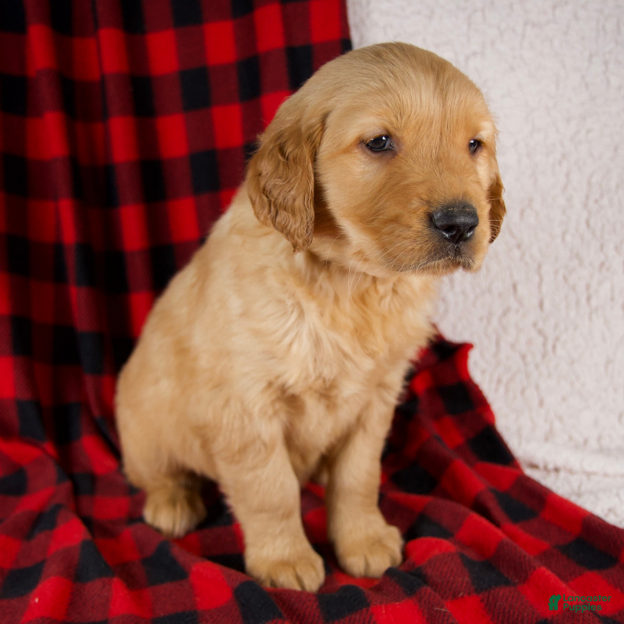 Golden Retriever dogs Toby - Ad 2