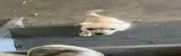 Chihuahua dogs for sale: Nate - Ad 1