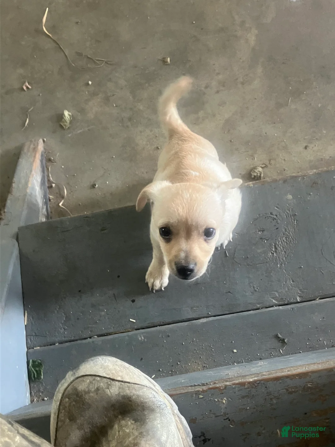 Chihuahua dogs for sale: Nate - Ad 1