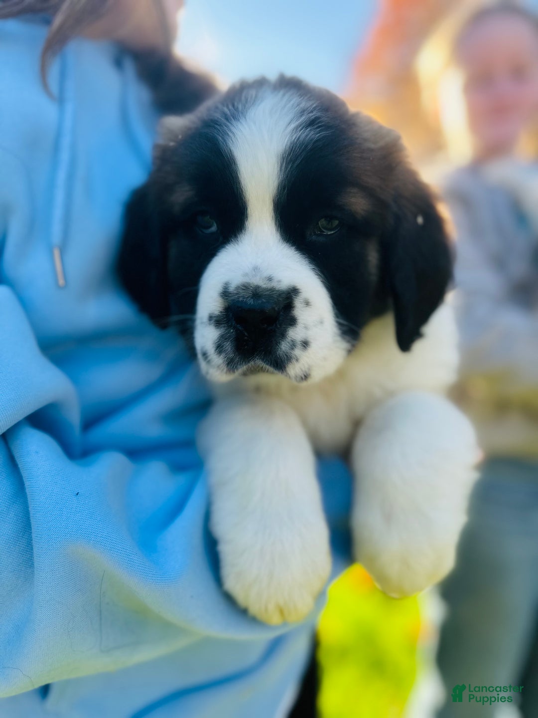 Saint Bernard dogs for sale: Georgia  - Ad 11
