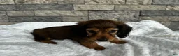 Miniature Dachshund dogs for sale: Cassie  - Ad 4