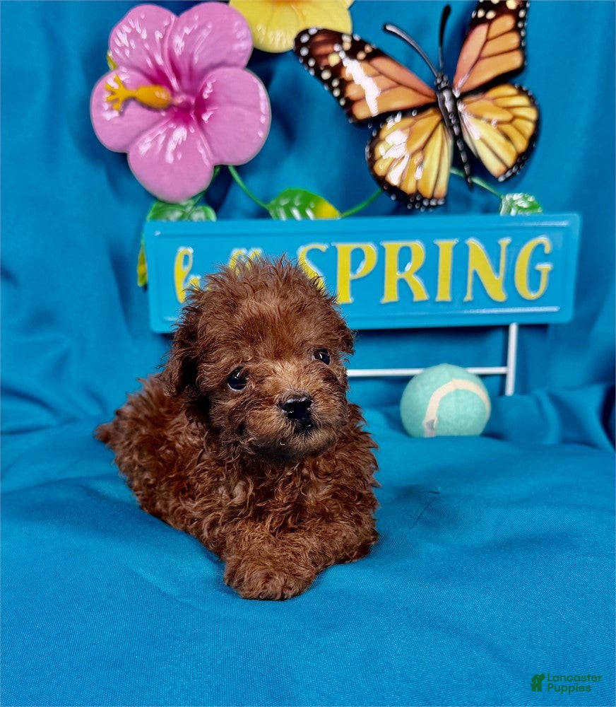 Toy Poodle dogs Toy Poodle Puppy 1 - Ad 1