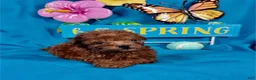 Toy Poodle dogs for sale: Toy Poodle Puppy 1 - Ad 1