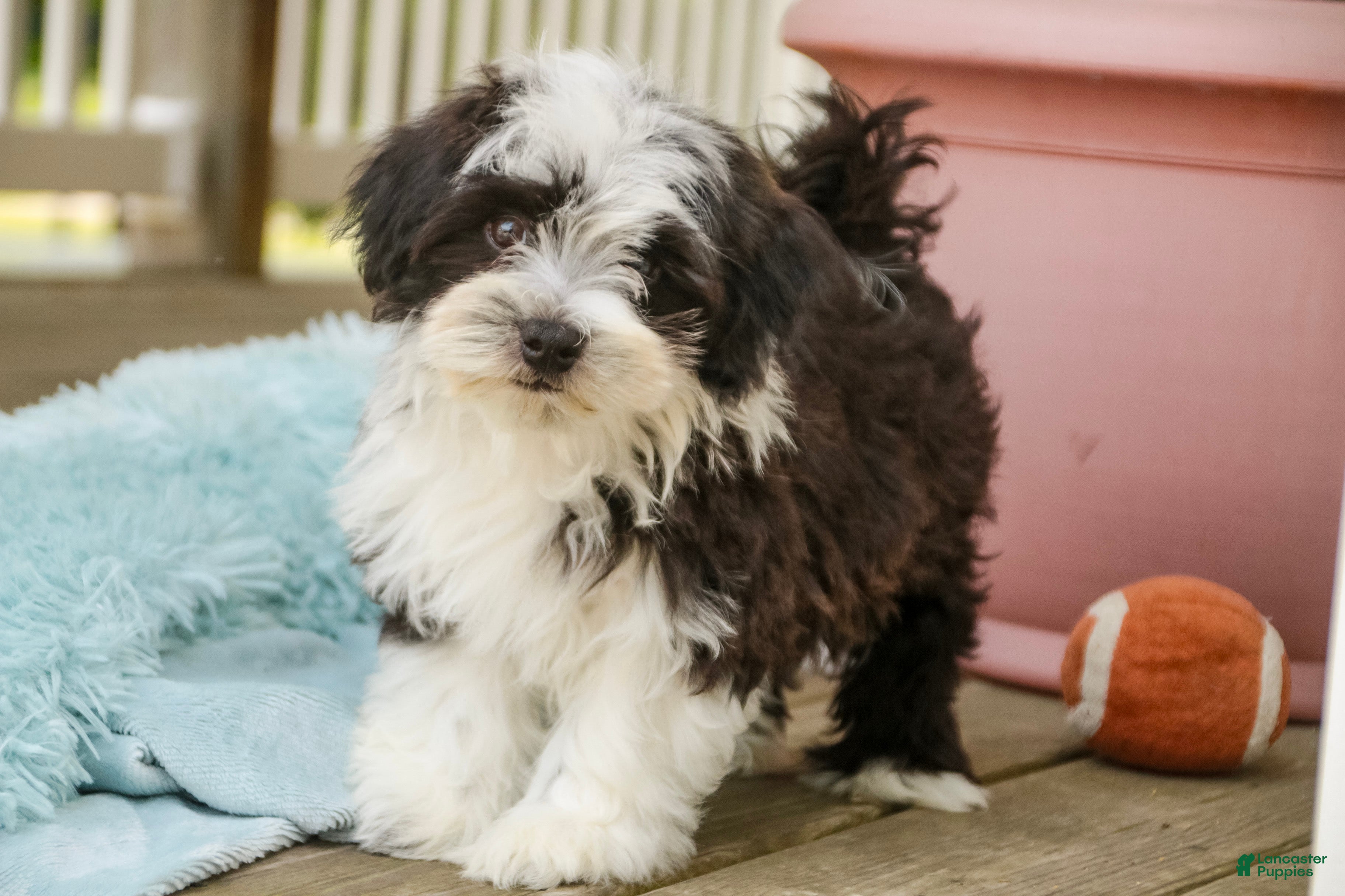 Havanese dogs Princeton - Ad 2