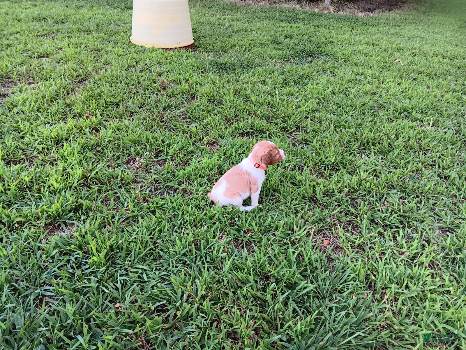 Brittany Spaniel dogs Orange collar - Ad 25