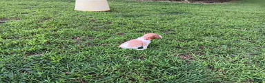 Orange collar