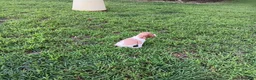 Brittany Spaniel dogs for sale: Orange collar - Ad 1