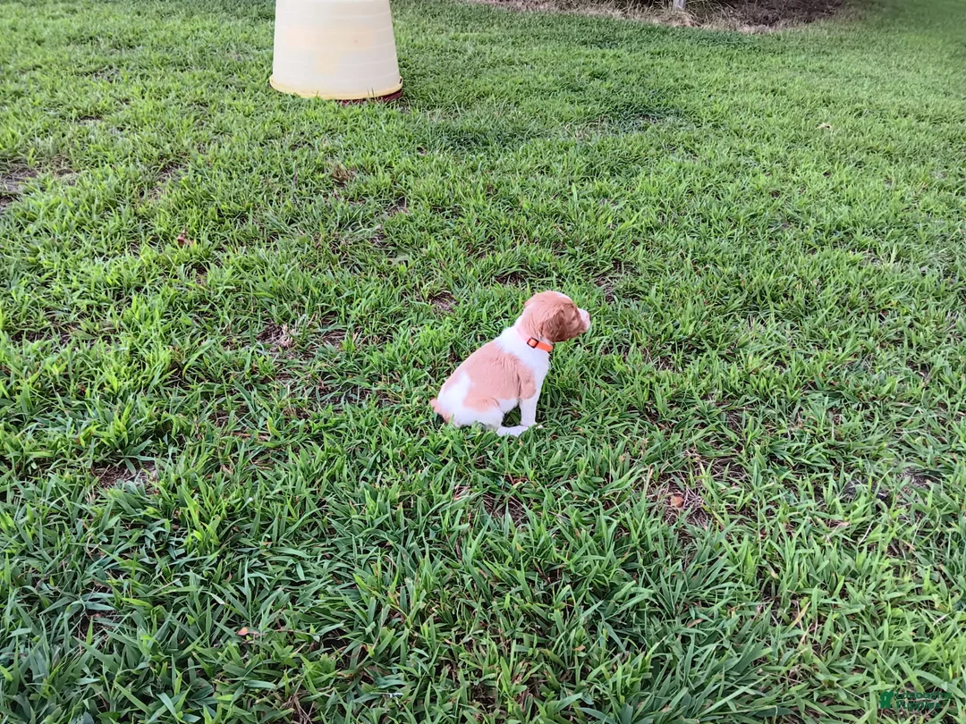 Brittany Spaniel dogs for sale: Orange collar - Ad 1