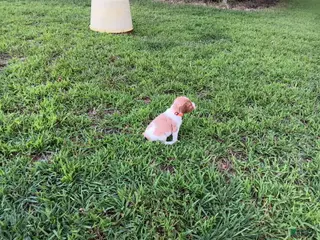 Brittany Spaniel dogs Orange collar - Ad 25