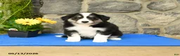 Border Collie dogs for sale: Keith - Ad 1