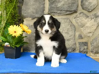 Border Collie dogs for sale: Keith - Ad 3