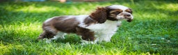 Cocker Spaniel dogs for sale: Badger - Ad 8