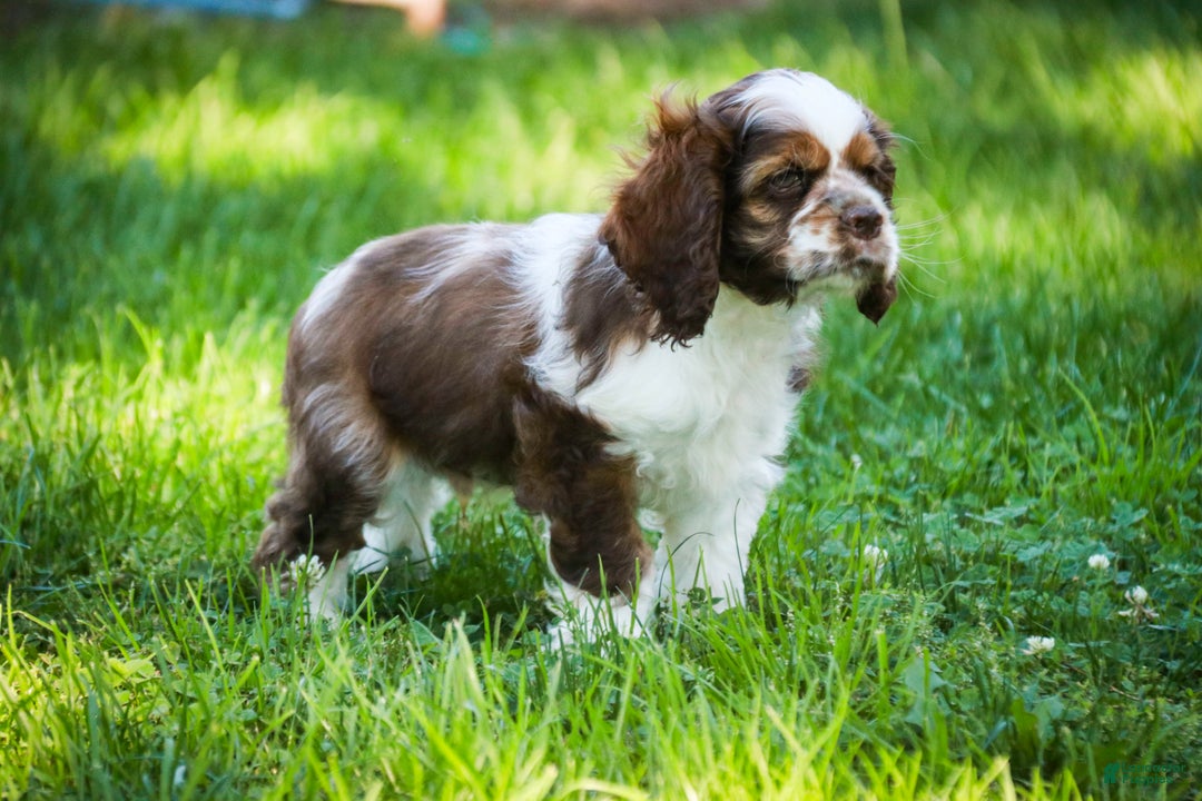 Cocker Spaniel dogs for sale: Badger - Ad 8