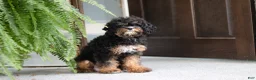 Cavapoo dogs for sale: Kylie - Ad 8