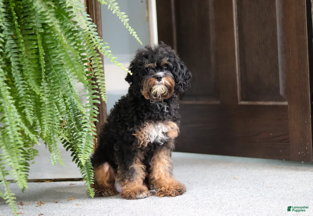 Cavapoo dogs for sale: Ace - Ad 8
