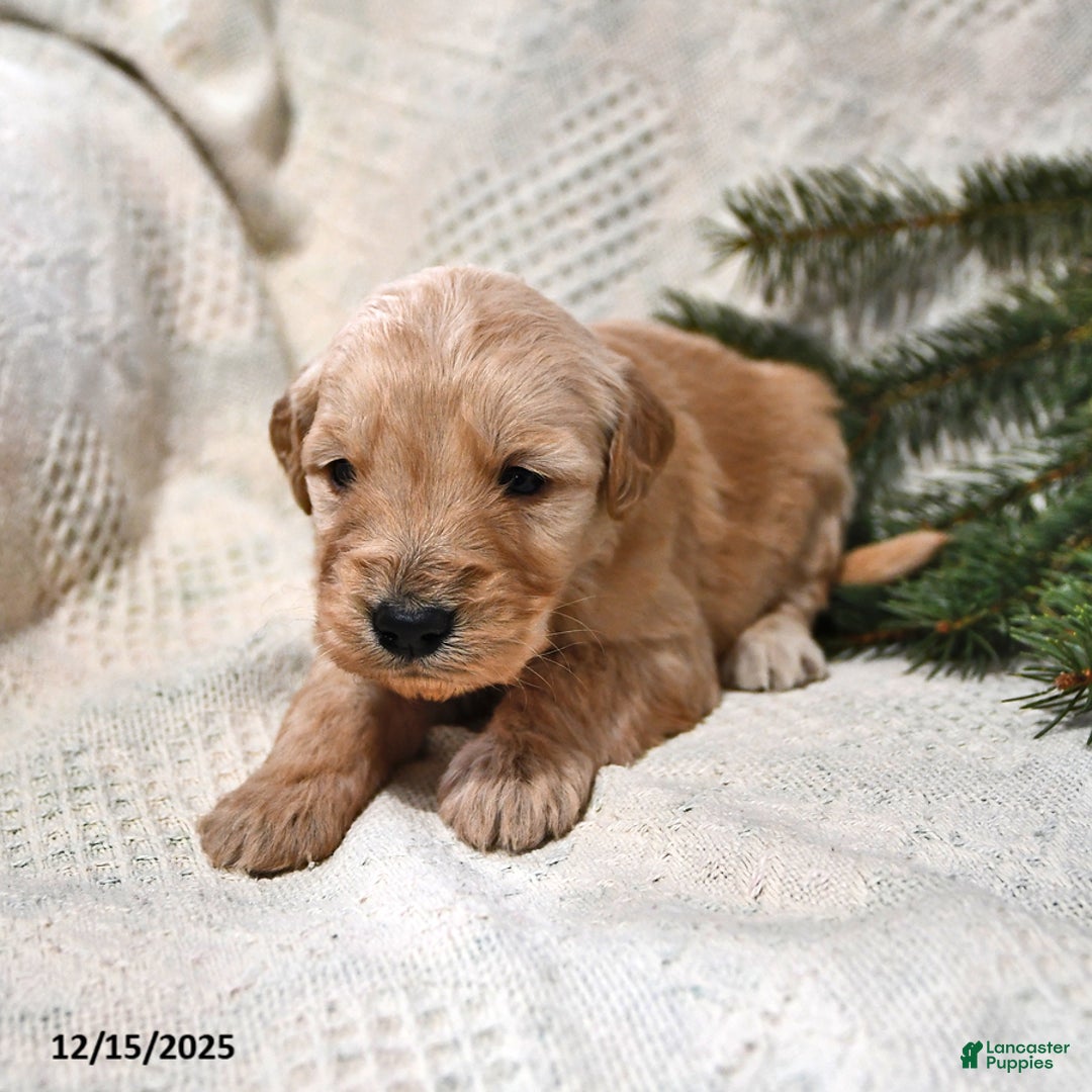 Goldendoodle dogs for sale: Bowser - Ad 2