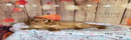 Cavalier King Charles Spaniel dogs for sale: AKC Rocky - Ad 4