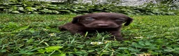 Labrador Retriever dogs for sale: Marigold - Ad 6