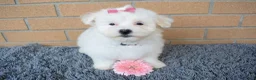 Maltese dogs for sale: Brooke 🎀 - Ad 3