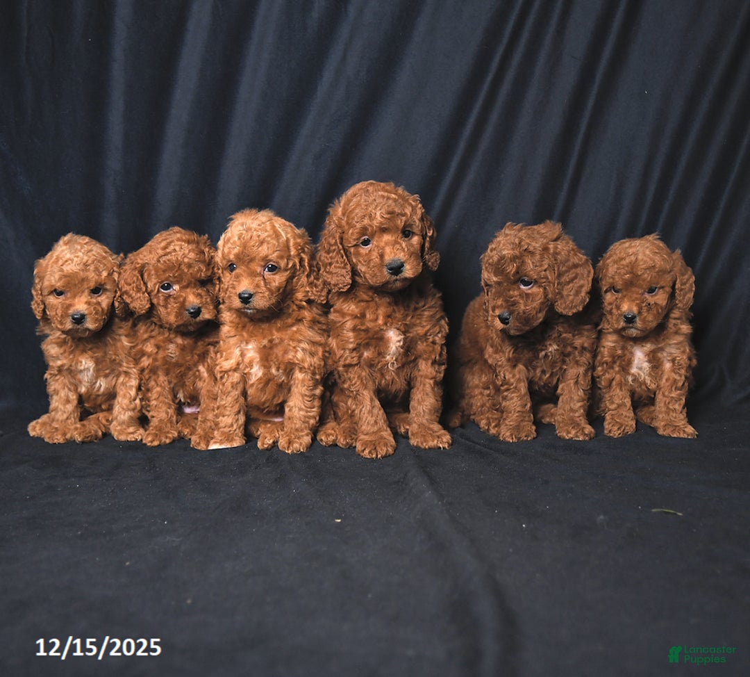 Miniature Poodle dogs for sale: Iris - Ad 5