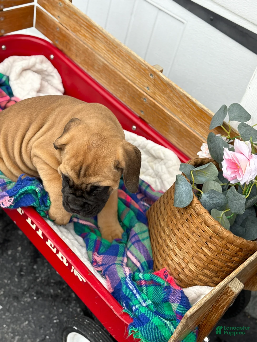 Cane Corso dogs for sale: Audrey - Ad 17