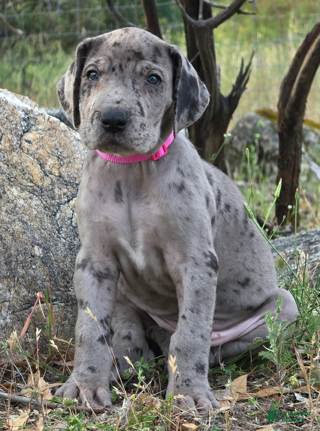 Great Dane dogs for sale: Ewa - Ad 2