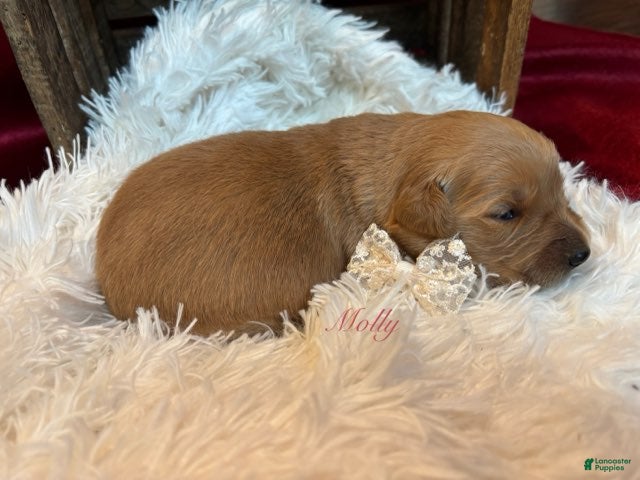 Golden Retriever dogs for sale: Molly - Ad 1