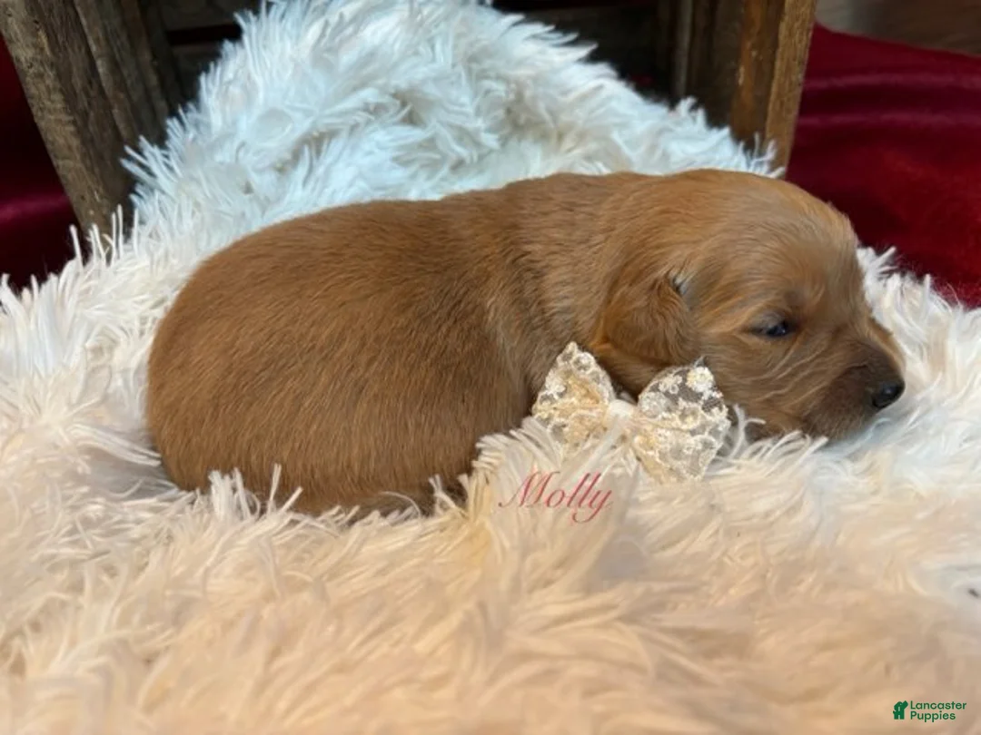 Golden Retriever dogs for sale: Molly - Ad 1