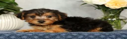Yorkiepoo dogs for sale: Marsha - Ad 5