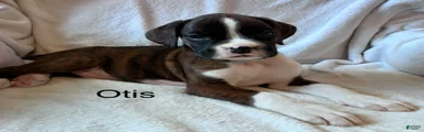 Otis 