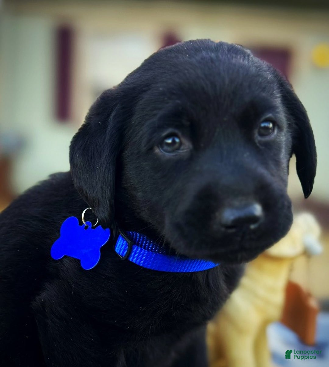 Labrador Retriever dogs for sale: Labrador Retriever Puppy 1 - Ad 11