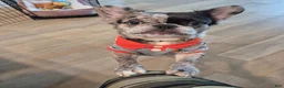 French Bulldog dogs for sale: French Bulldog 1 - Ad 5